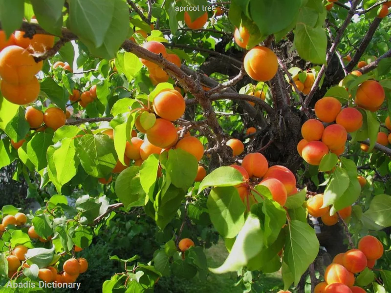 apricot tree